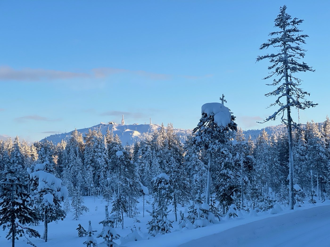 Rukatunturi fell under a clear sky, seen across snow-laden spruce forest